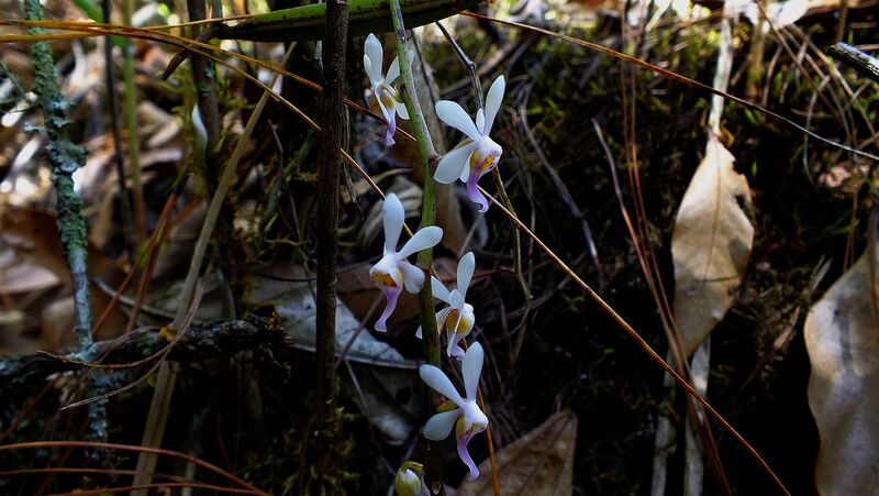 PL42.jpg :: This small orchid can be found growing low down on the trees here.