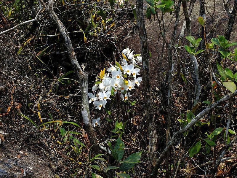 PL44.jpg :: Large clumps of Dendrobium wattii will also be seen not far from the path.