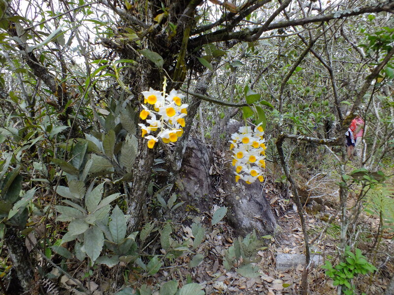 PL46.jpg :: The ranger guide knows where many beautiful orchids are growing and will take us to see them.