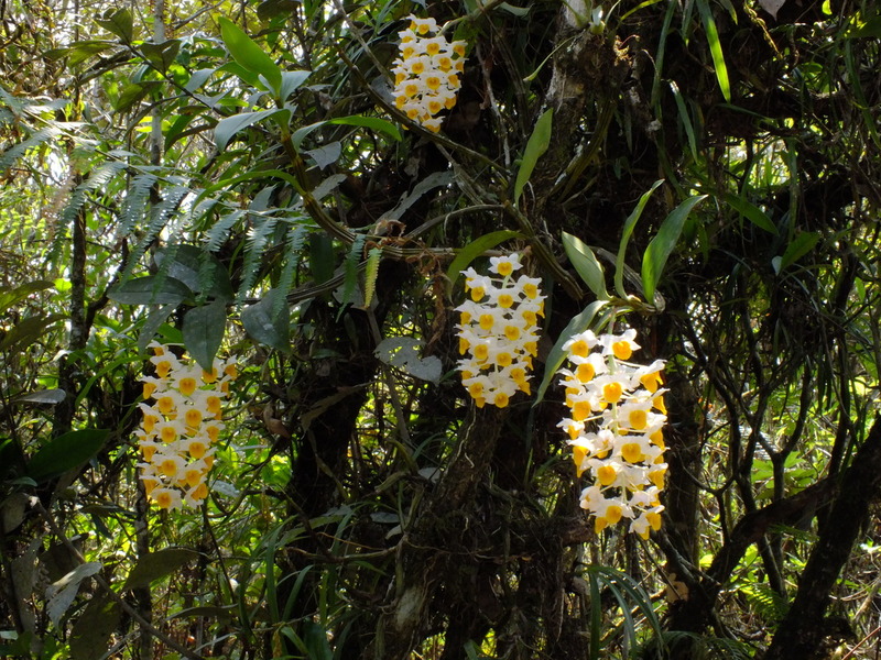 PL48.jpg :: Dendrobium thyrsiflorum.