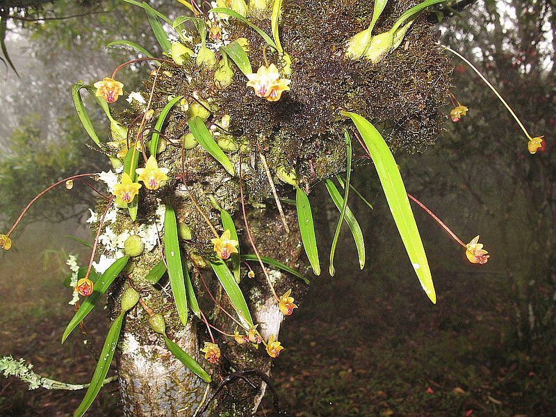 PL5.jpg :: While we wait for our official guide, you can have a brief walk around the ranger station. 
Here, many species like this Bulbophyllum capillipes can be seen growing on the trees.