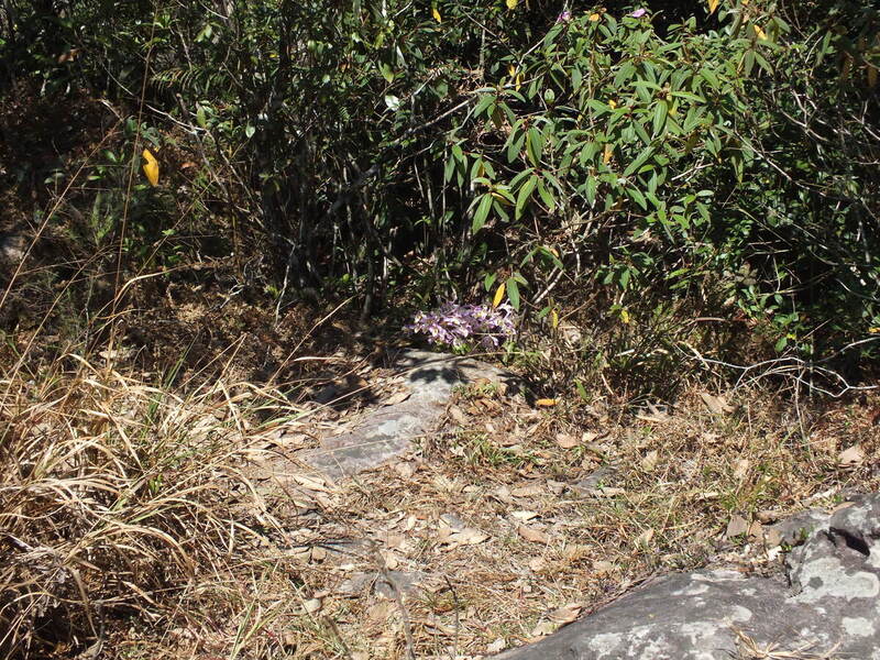 PL50.jpg :: We have made a careful note of where this plant grows and will return to see it again.