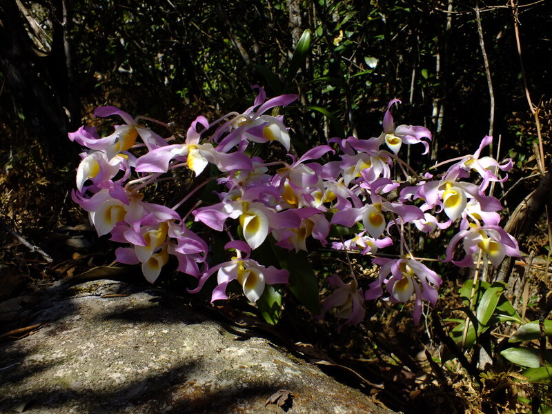 PL52.jpg :: This is a very nice colour form of Dendrobium tortile.