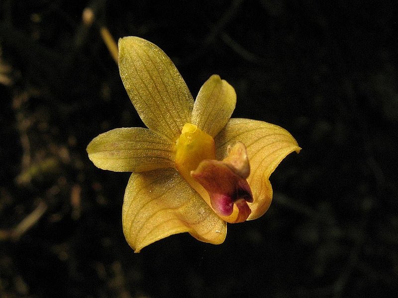 PL6.jpg :: Bulbophyllum capillipes.