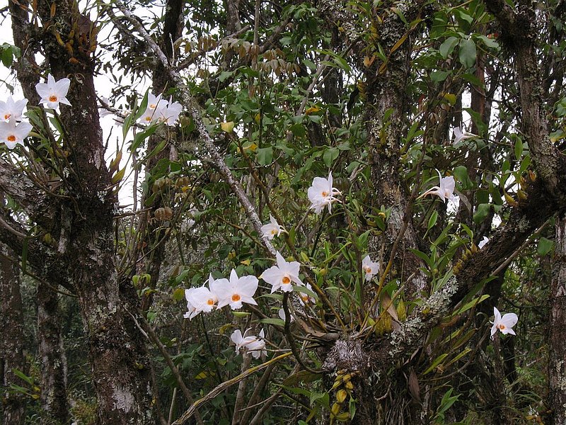 PL7.jpg :: Several other species can be seen growing around the ranger station before we even start our trek.