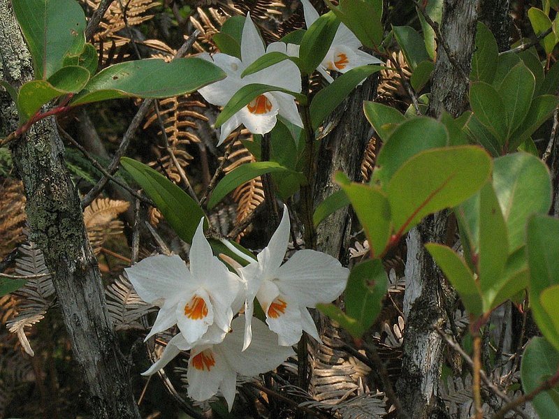 PL8.jpg :: One of the first species you will see here is Dendrobium wattii. This species grows in large numbers at the top of the mountain.