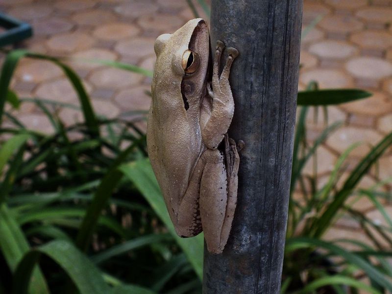 R.jpg :: It's not just the orchids that enjoy the humid atmosphere.