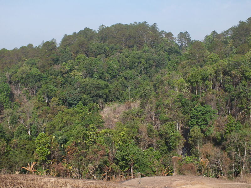 R1.jpg :: It is an hour's drive to where we will start our trek today - along a narrow winding road, surrounded by forest. 