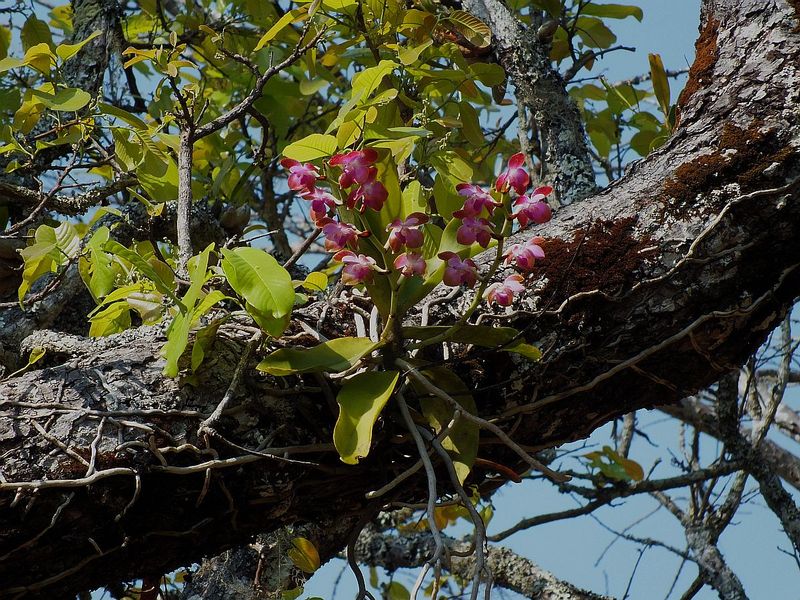 R10.jpg :: Another species found here is Phalaenopsis marriottiana, although these always seem to be found growing on the higher branches of the trees.