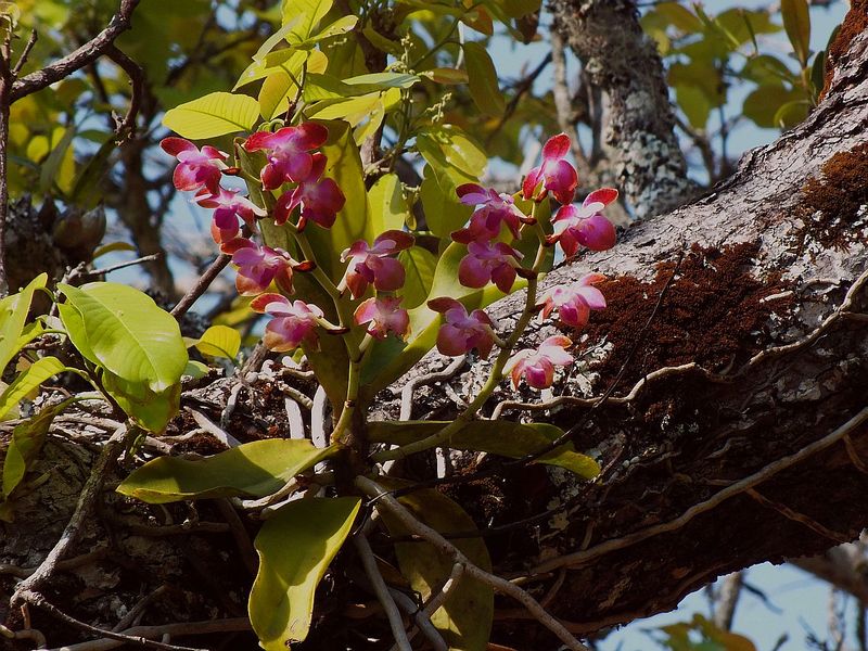 R11.jpg :: Phalaenopsis marriottiana (Previously called Hygrochilus parishii) - at its best. 