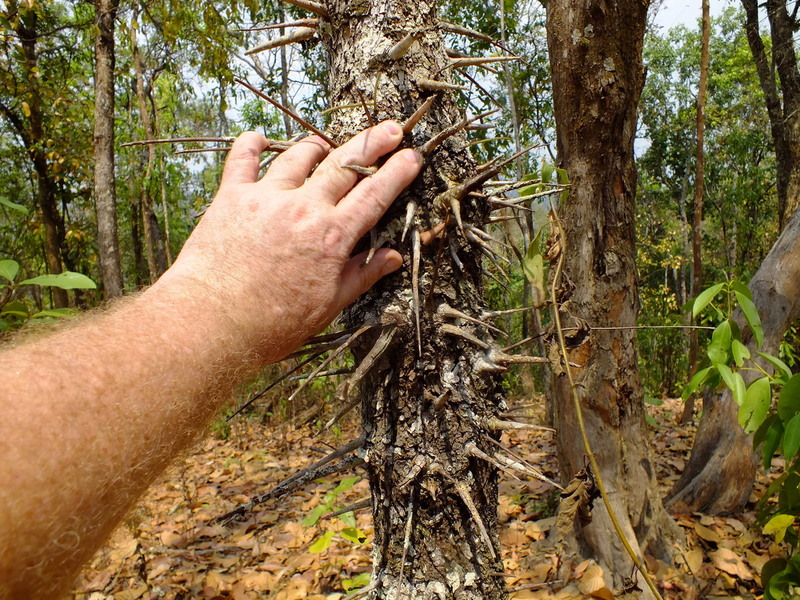R12.jpg :: While negotiating these forests, you have to be careful where you rest your hands.