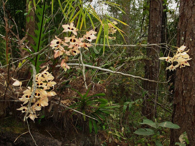 R14.jpg :: This species is quite adaptable and also seems to grow well on moss-covered rocks.
