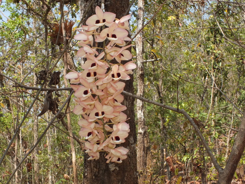 R17.jpg :: The same plant a year later - it's getting bigger!