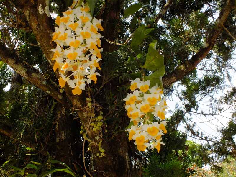 R19.jpg :: If we are lucky, we may also find Dendrobium thyrsiflorum in flower.