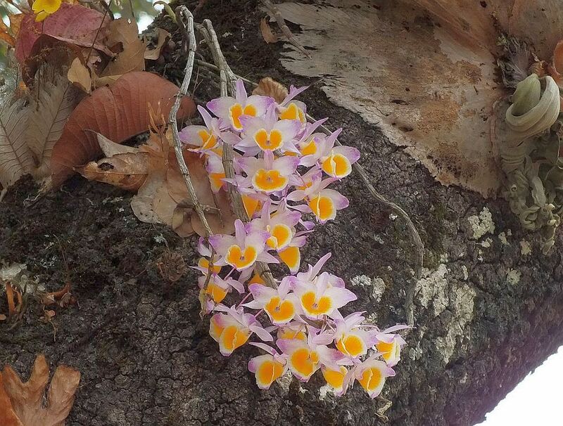 R21.jpg :: Every plant in flower has its own unique attraction.
This is Dendrobium gratiosissimum.