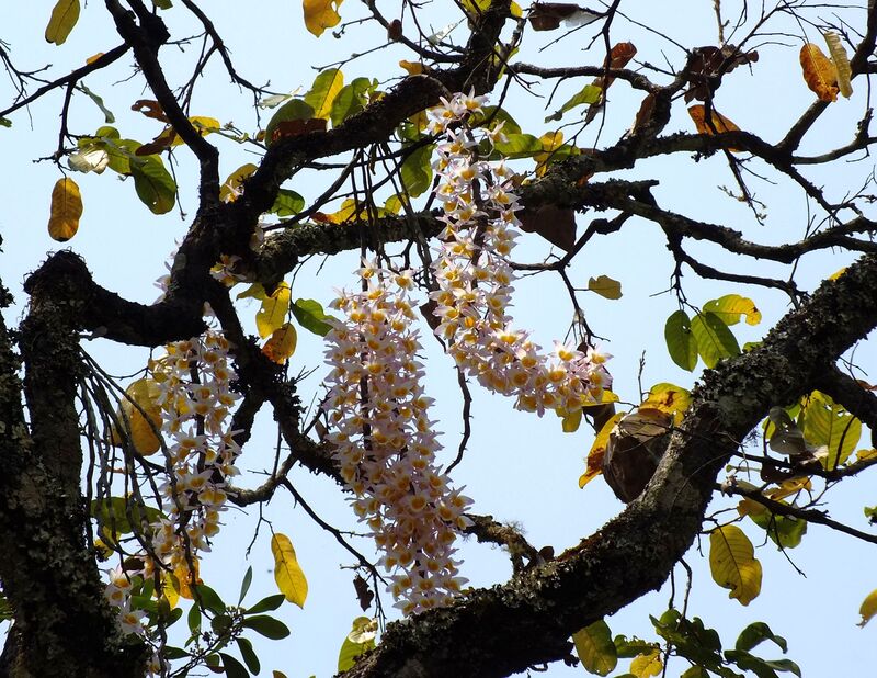 R22.jpg :: At times, we will find trees that have many beautiful plants flowering on them.