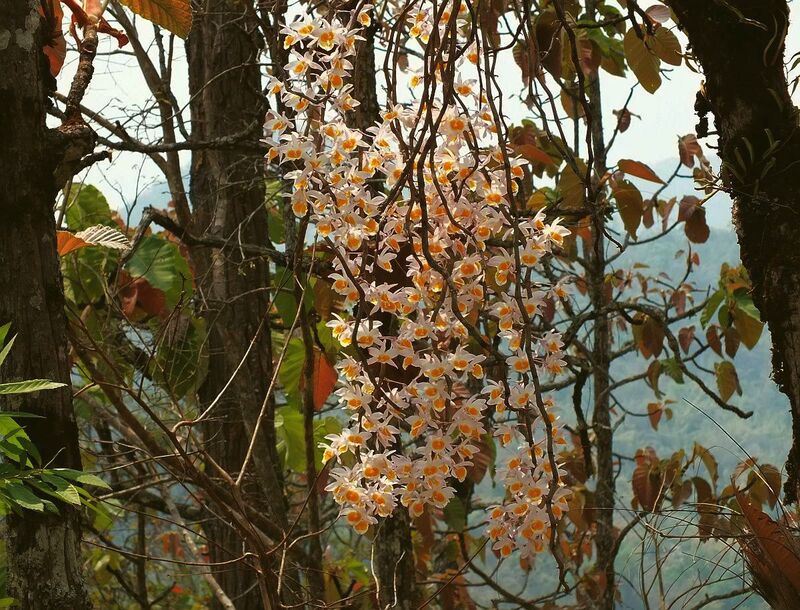 R23.jpg :: Sometimes we will also find single large specimen plants.