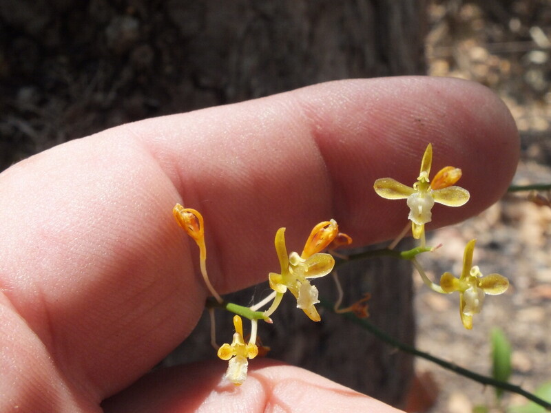R24.jpg :: Not all orchids are large and dramatic - we will also find small orchids in flower like this Acriopsis indica.