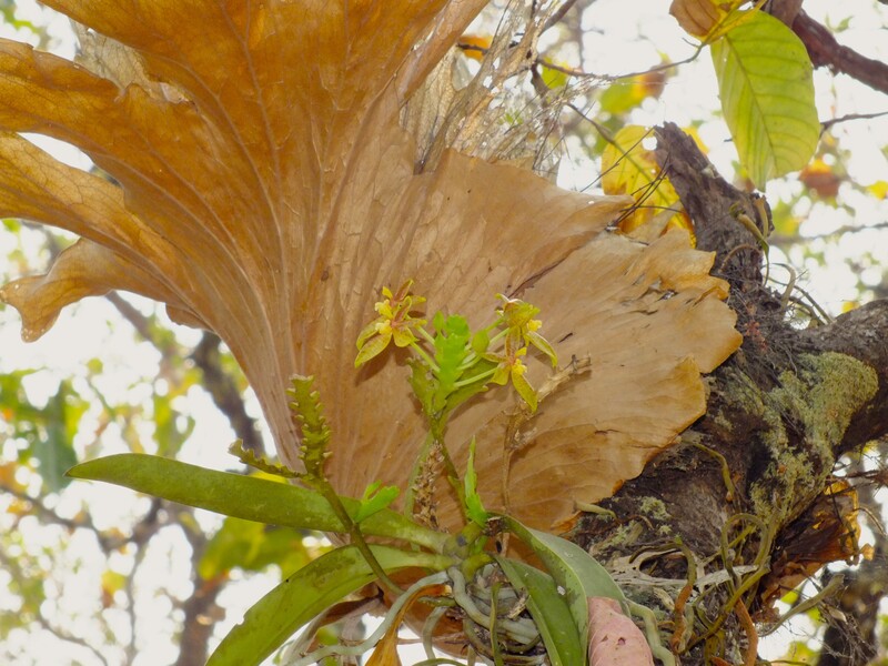 R25.jpg :: Another species that likes the company of ferns.