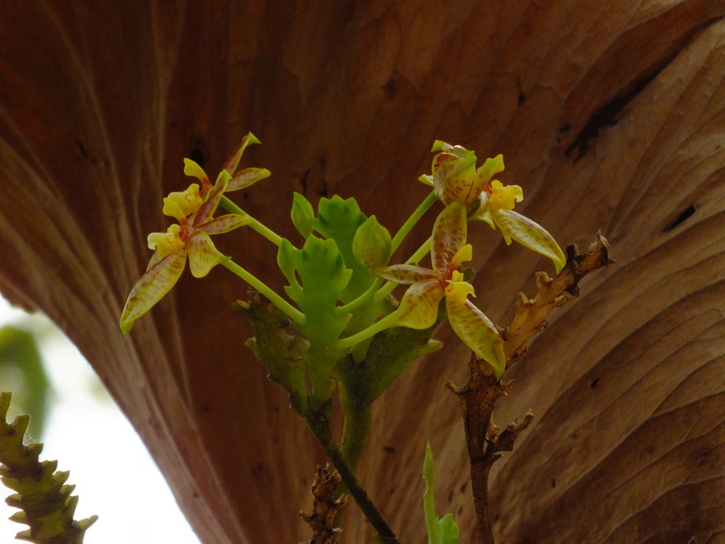 R26.jpg :: Phalaenopsis cornu-cervi.