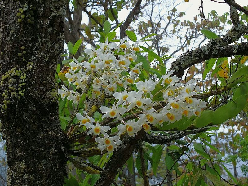 R33.jpg :: Towards the middle of the day, we come to an area where we will find a large number of Dendrobiums in flower.