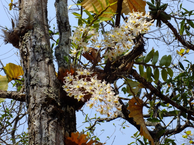 R34.jpg :: Although many plants will be high up in the trees, there will also be plenty lower down.