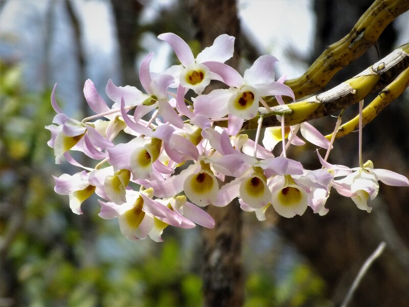 R36.jpg :: Which are very easy to photograph.