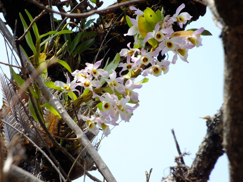 R37.jpg :: This is Dendrobium signatum. It is a variable species, and we will be able to see many different colour forms in the forest here.