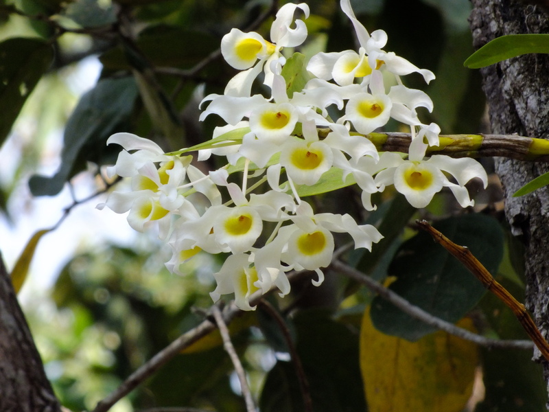 R39.jpg :: Others are white with a yellow throat.