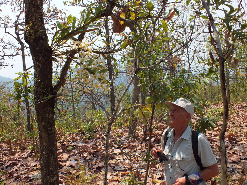R40.jpg :: What is so appealing about this area is that many plants can be found growing low down on the trees.