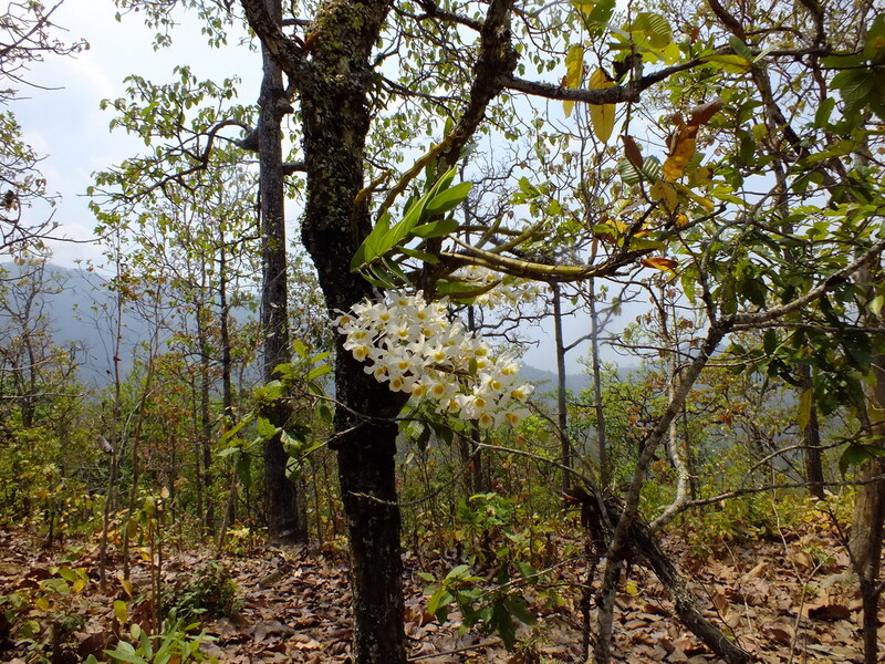 R41.jpg :: This allows the tour members to study flowering plants up close.