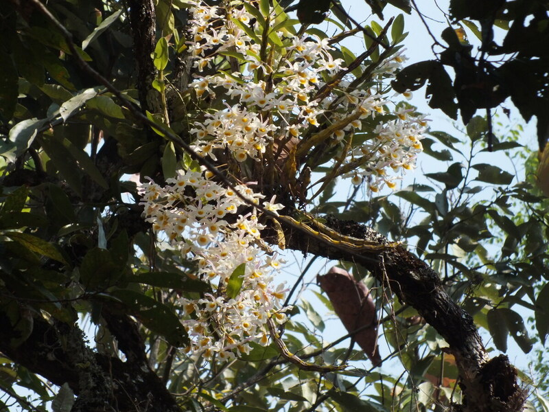 R43.jpg :: Some of the larger plants are very impressive when they flower.