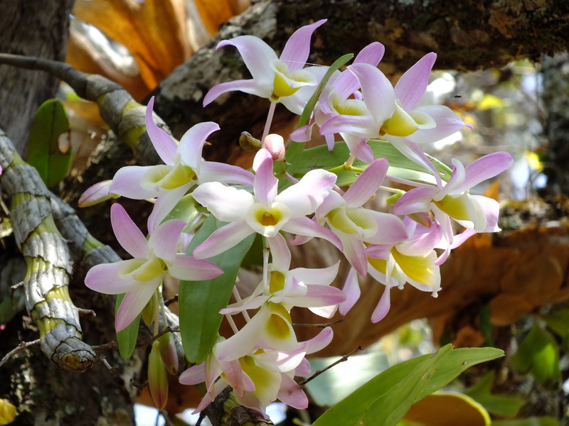 R44.jpg :: The following photographs are all forms of Dendrobium signatum, found on our treks in this area.