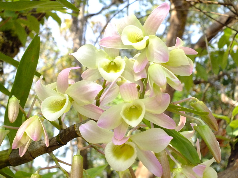 R48.jpg :: This attractive pale form was found on our tour in March 2019.