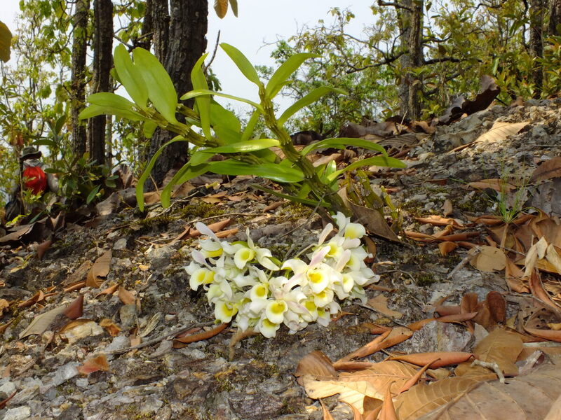 R49A.jpg :: Towards the end of the trail in March 2023, we found this plant growing quite happily on the ground.