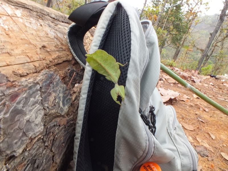 R49C.jpg :: At one of our rest stops a member found this leaf insect on his bag.