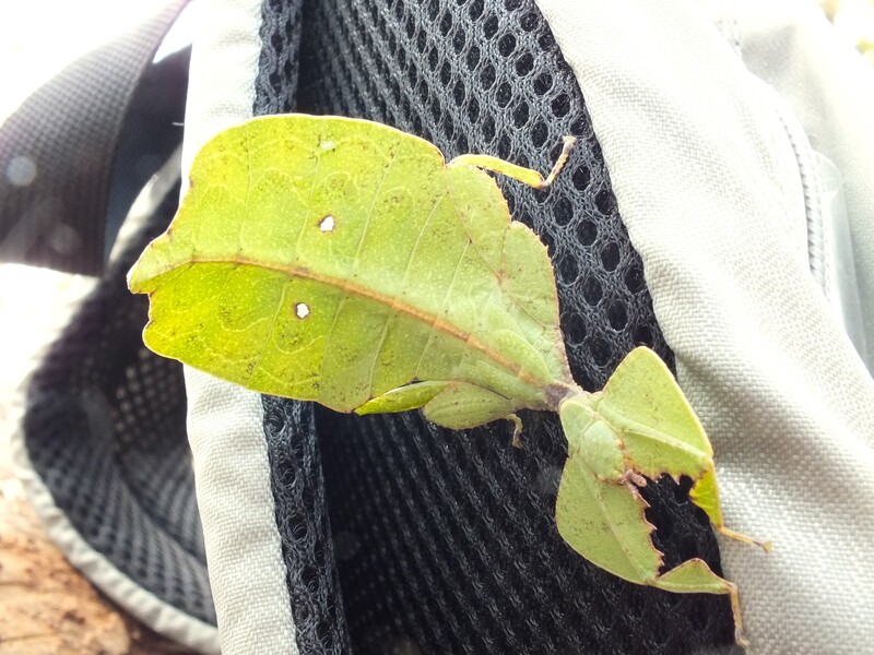 R49D.jpg :: This photograph was posted on a Facebook phasmid group and received over 1500 likes!