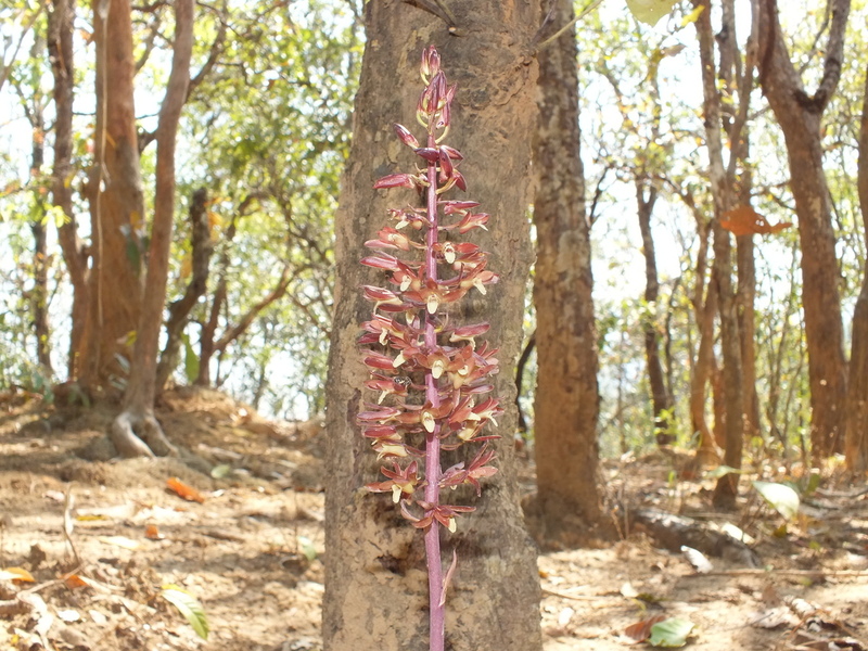 R50A.jpg :: An impressive terrestrial orchid.