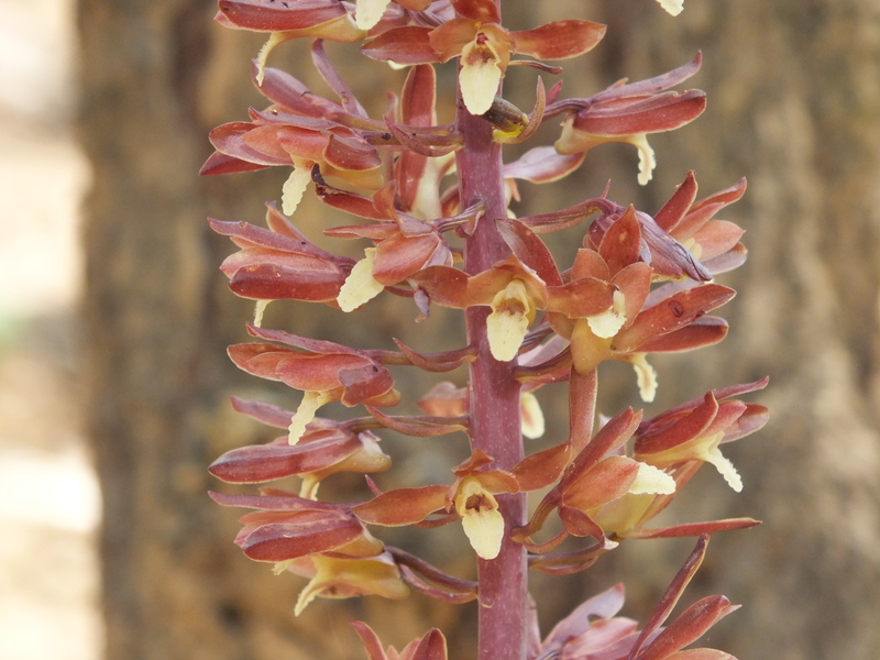 R50B.jpg :: Eulophia macrobulbon.