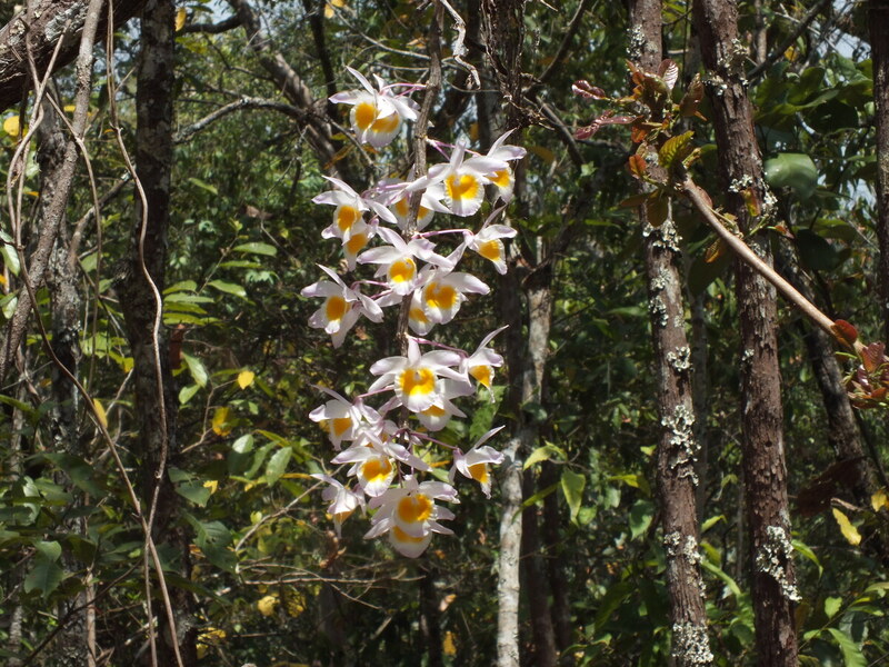 R51.jpg :: As we walk through the forest, we will find many beautiful orchids in flower, like this Dendrobium gratiosissimum.