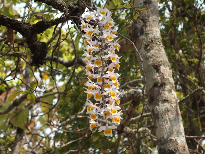 R52.jpg :: This species also varies in colour. The flowers on this plant have petals that are very pale.