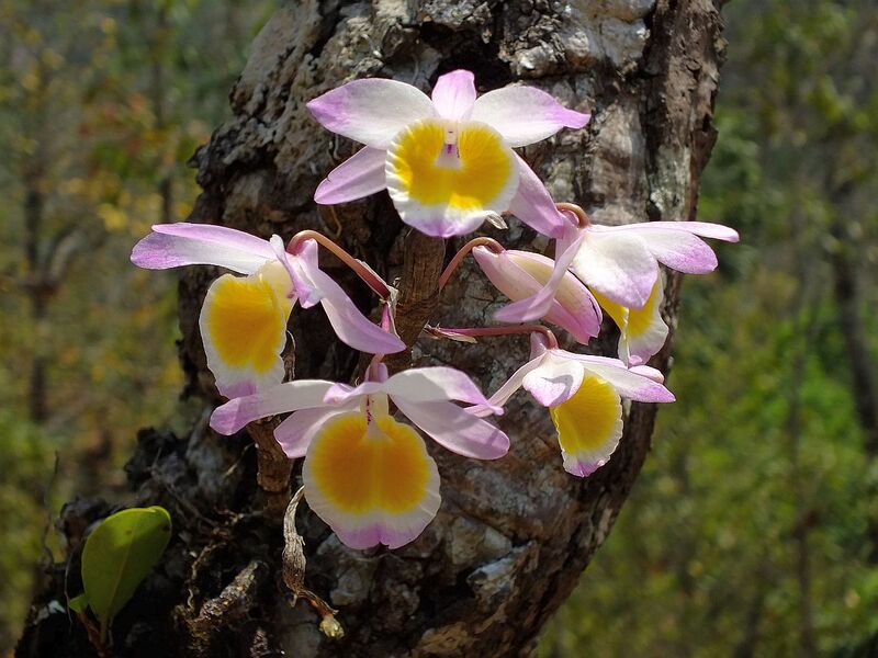 R53.jpg :: While nearby, a young plant flowering for the first time has a very attractive pink tip to its petals and lip.