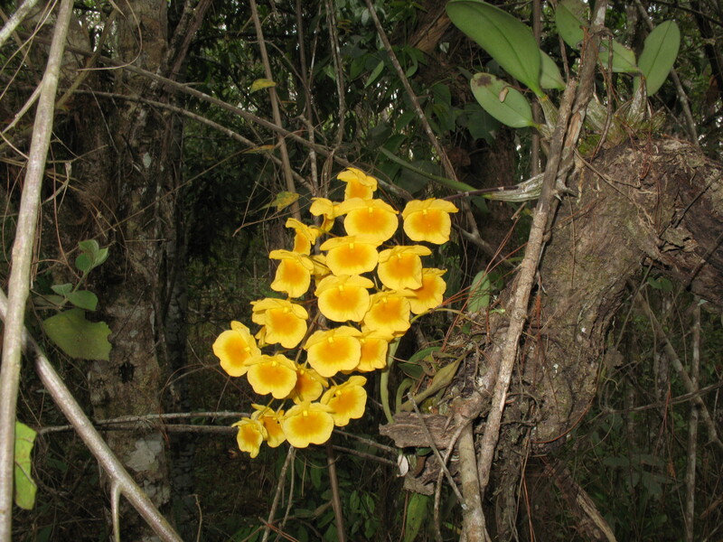 R53A.jpg :: And again, even more Dendrobium lindleyi. Sometimes, as individual plants -
