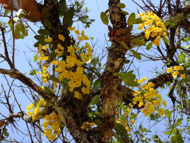 R54.jpg :: And sometimes, as groups of flowering plants all on the same tree.