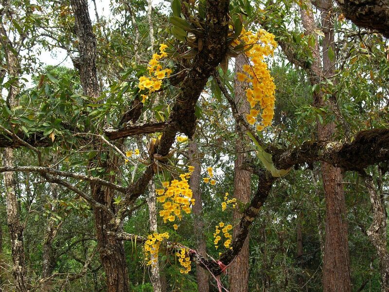 R7.jpg :: Another species that we will see early on in the day is Dendrobium lindleyi.
Sometimes we will see single plants in flower:-