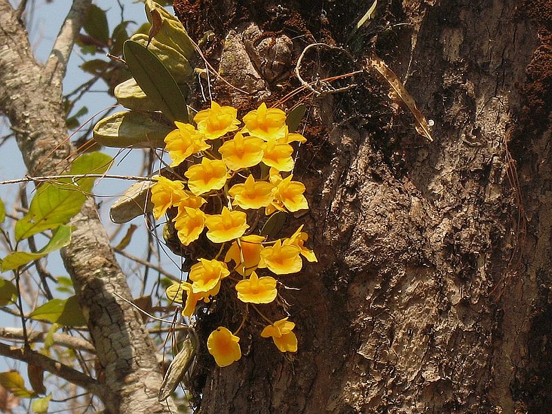 R8.jpg :: - trees and branches covered with flowering plants.
