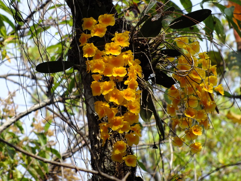 R9.jpg :: As the tour progresses, you will learn some photographic skills, such as highlighting the flowers against the dark surface of the trees.