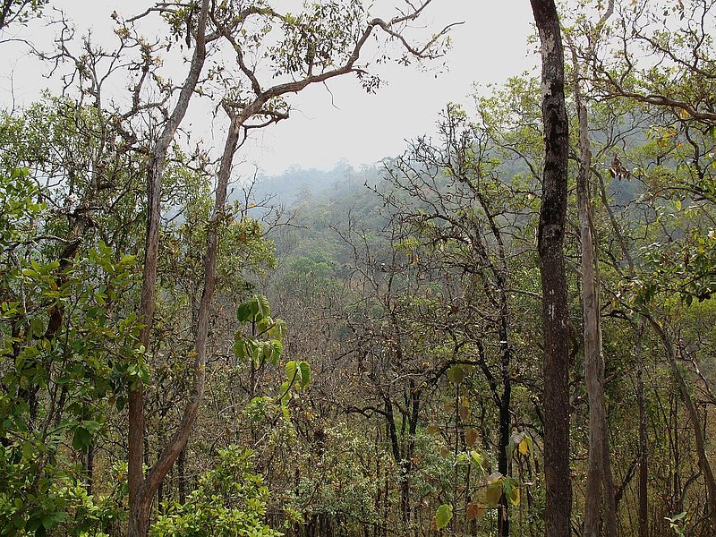T1A.jpg :: Over the next few days, we will be undertaking two all-day treks that will take us deep into undisturbed jungle habitats, full of flowering orchids.
