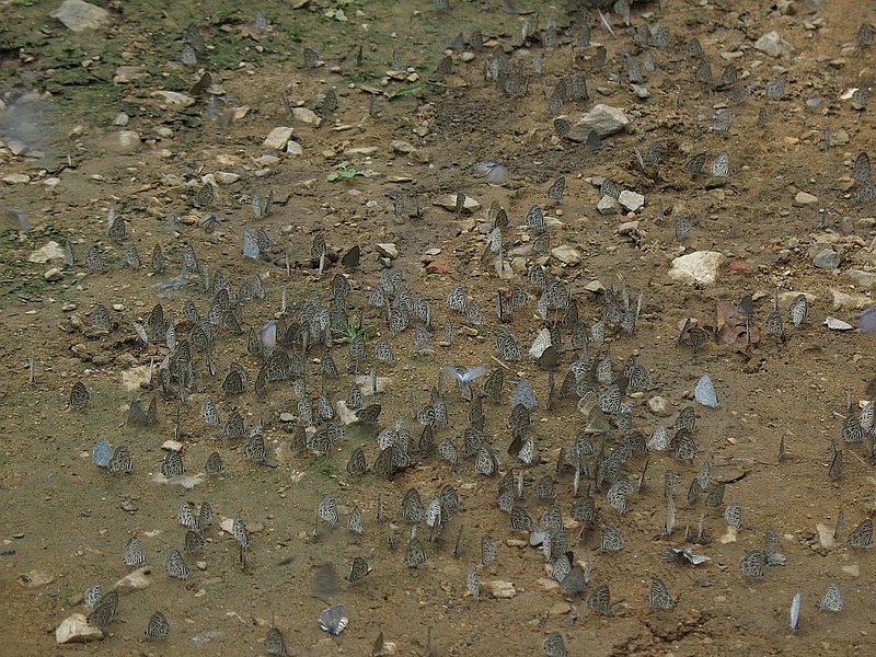 T1C.jpg :: We will be trekking in a protected wildlife sanctuary. At the entrance here, there is a small pond, and at this time of year, when it is the dry season, hundreds of butterflies gather to drink from the moist ground.