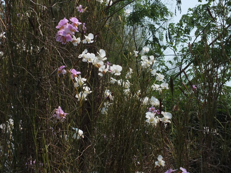 W.jpg :: After the botanical gardens, we will have time to visit another orchid farm.